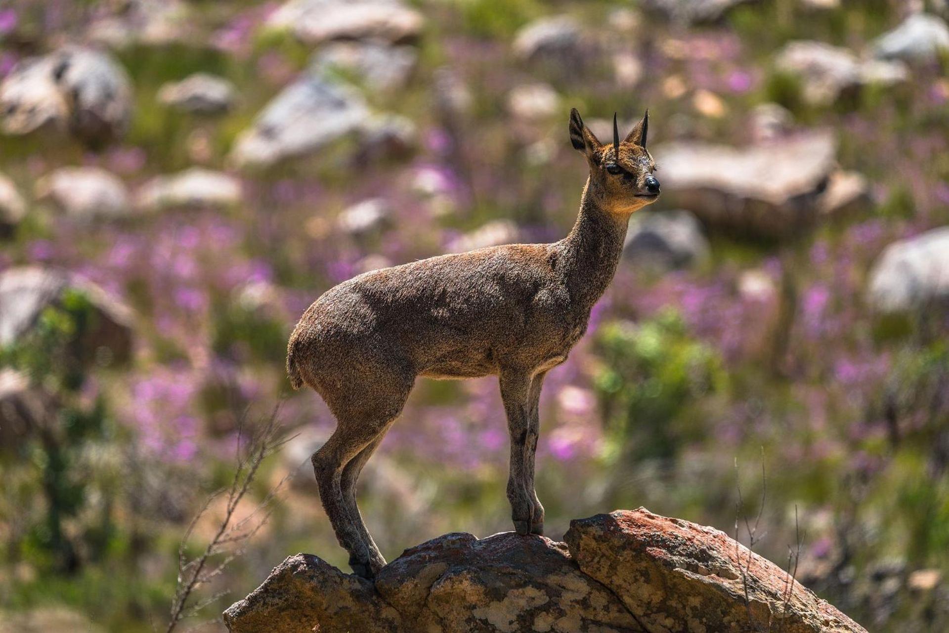 Cederberg Ridge Wilderness Lodge Clanwilliam Exterior foto