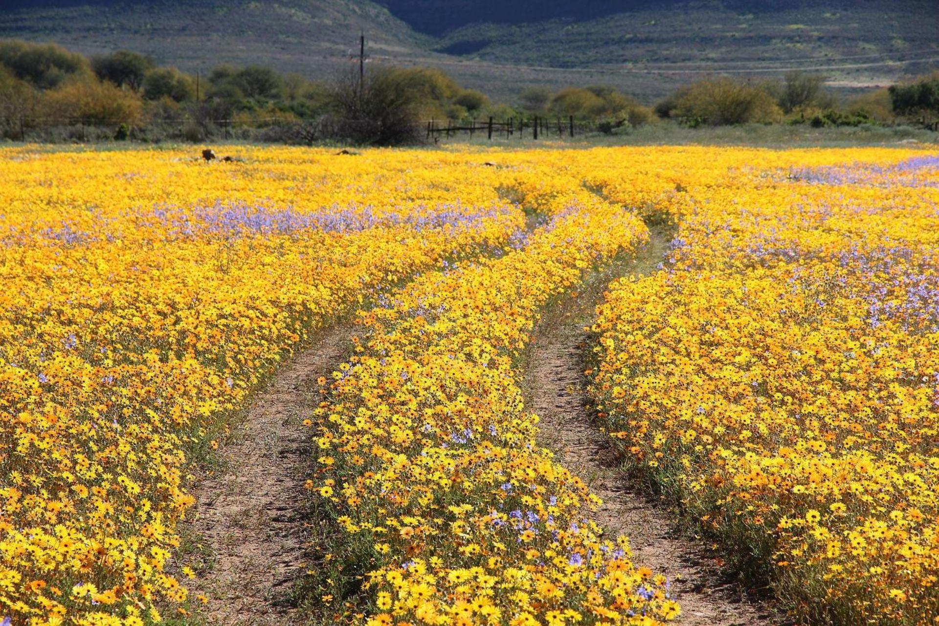 Cederberg Ridge Wilderness Lodge Clanwilliam Exterior foto
